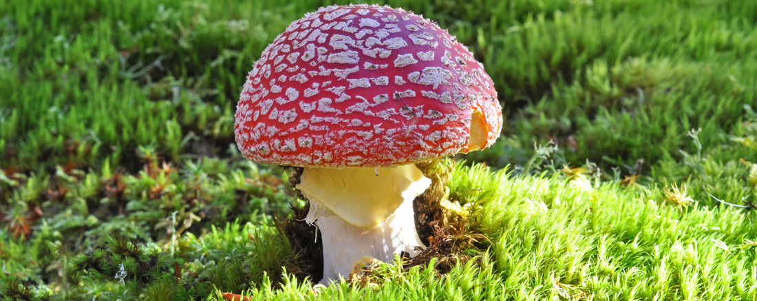 Amanita Muscaria: der rote Pilz mit den weißen Punkten