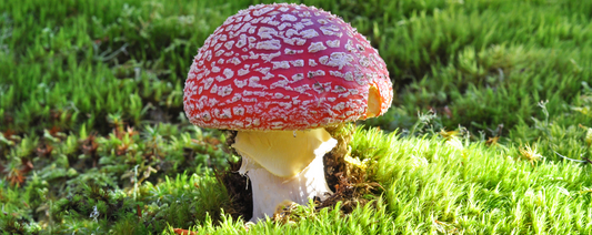 Amanita Muscaria: το κόκκινο μανιτάρι με τις λευκές κηλίδες