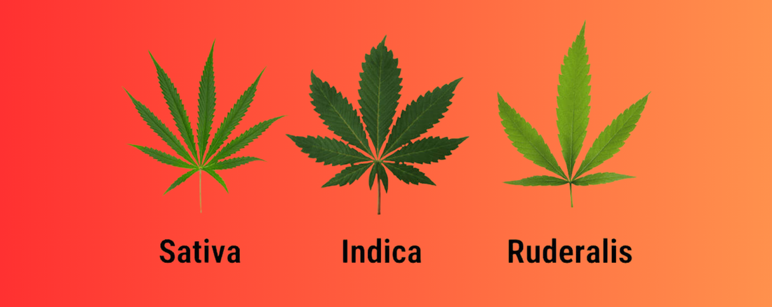 Welke soorten cannabis zijn er?